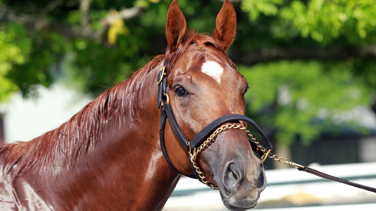 Kentucky Derby winner Animal Kingdom