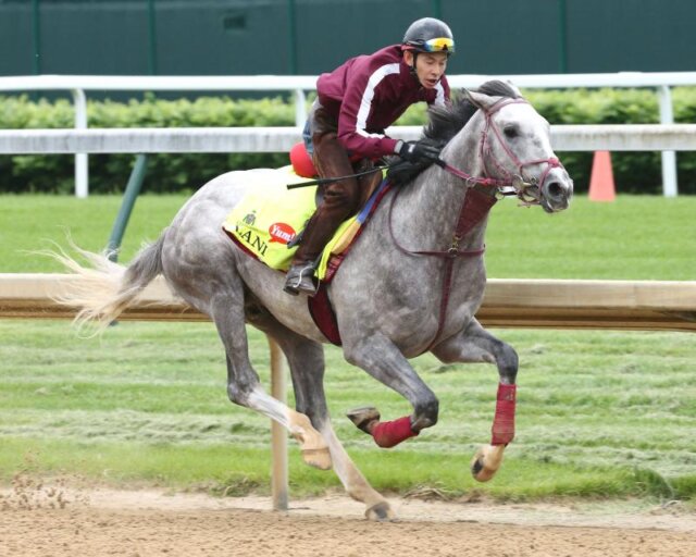 Lani Works Five Furlongs in 101; Danzing Candy, Trojan Nation Have