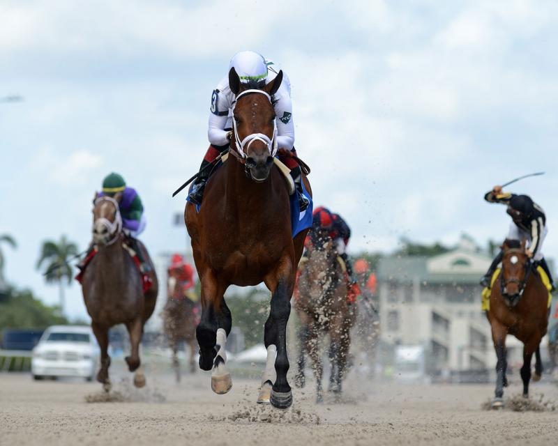 Expert Pick of the Week Holy Bull Stakes News Kentucky Derby