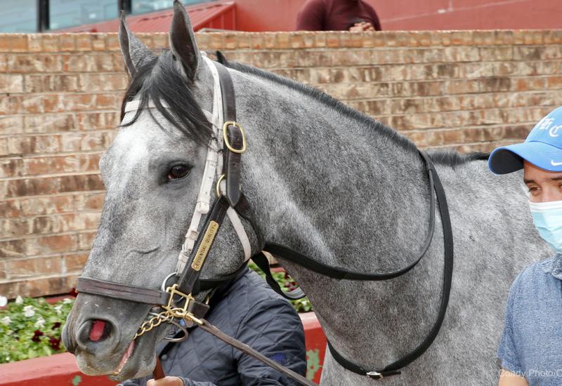 Essential Quality (Photo by Coady Media/Oaklawn Park)