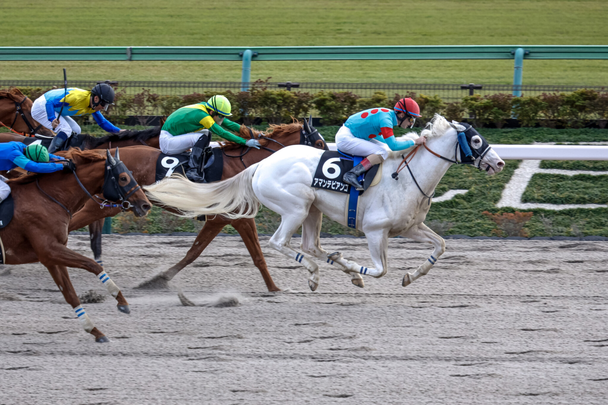 Amante Bianco (JPN) Horses Kentucky Derby