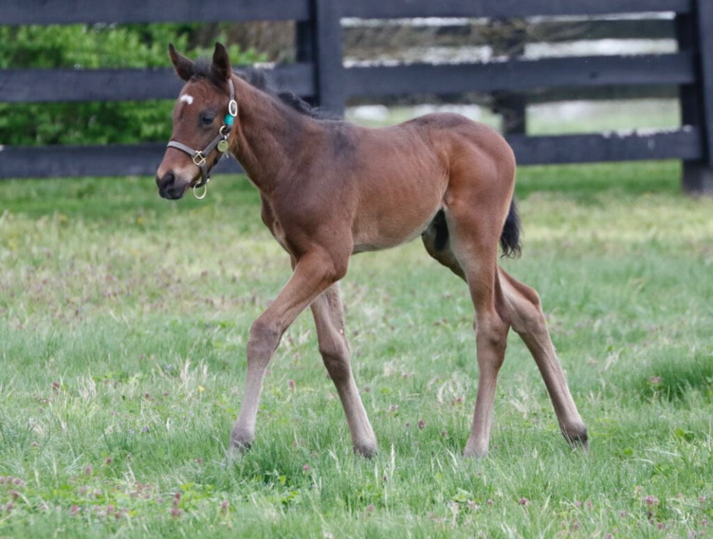 Baby Fierceness goes for a stroll 