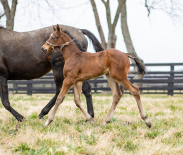Catching Freedom as a foal at WinStar