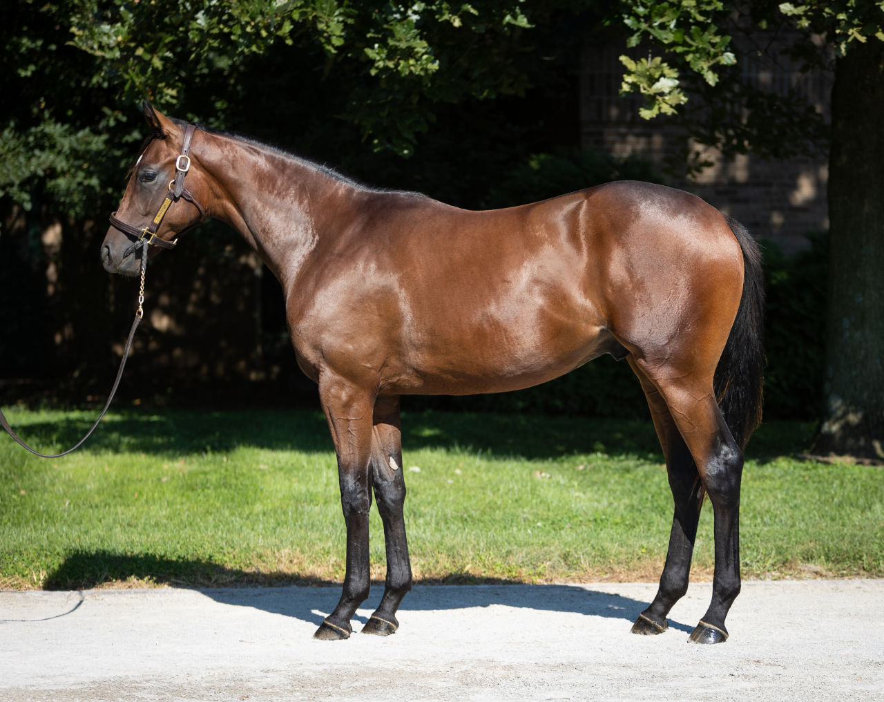 Catching Freedom as a yearling