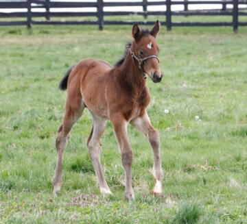 Resilience as a foal