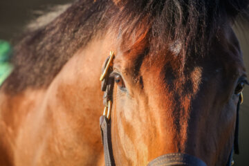 Close-up of Resilience's face at Churchill Downs