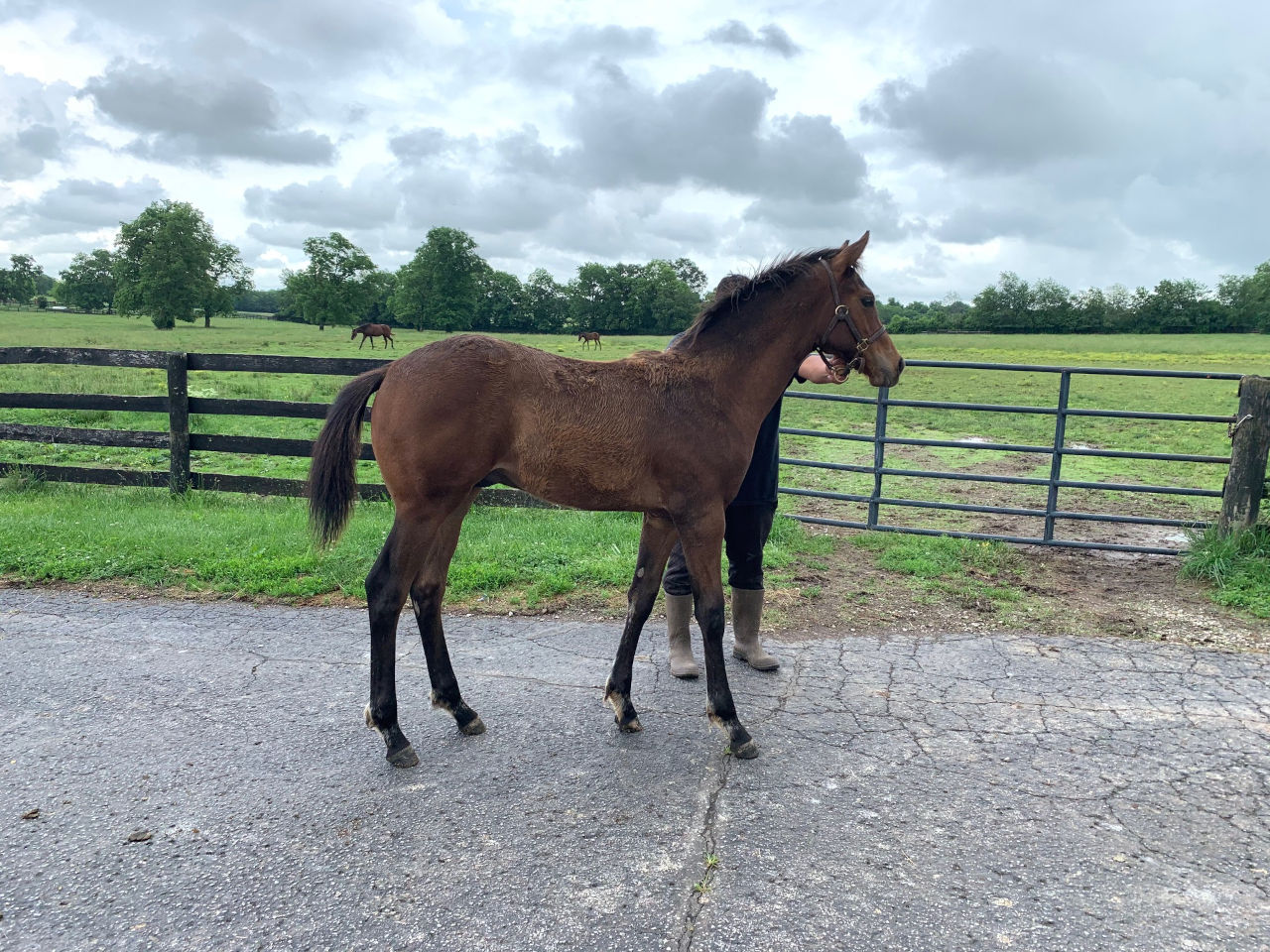 Stronghold as a five-month-old