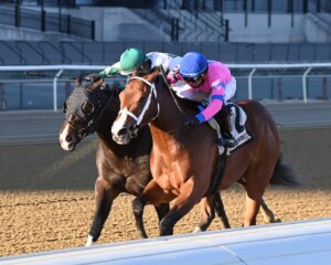 Sacrosanct wins the New York Stallion Series Stakes at Aqueduct. 