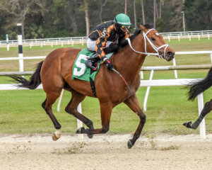 Naighty Rascal wins the Pascal Pasco Stakes. 