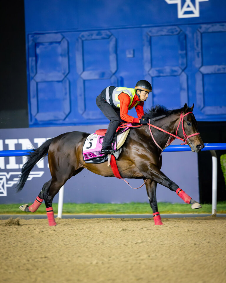 Study Guide: 2025 UAE Derby | News | Kentucky Derby