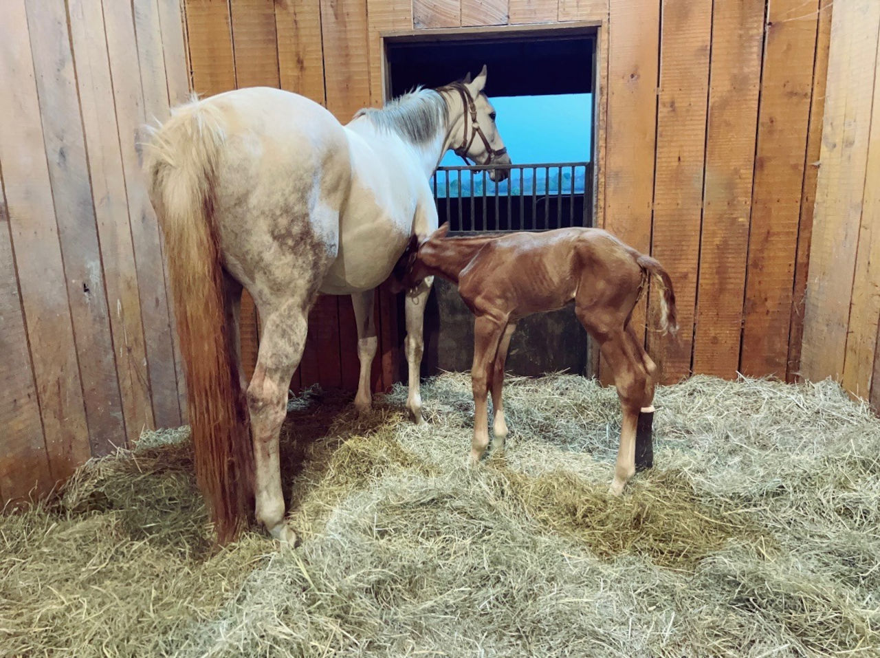 A newborn American Promise with mom Tapella