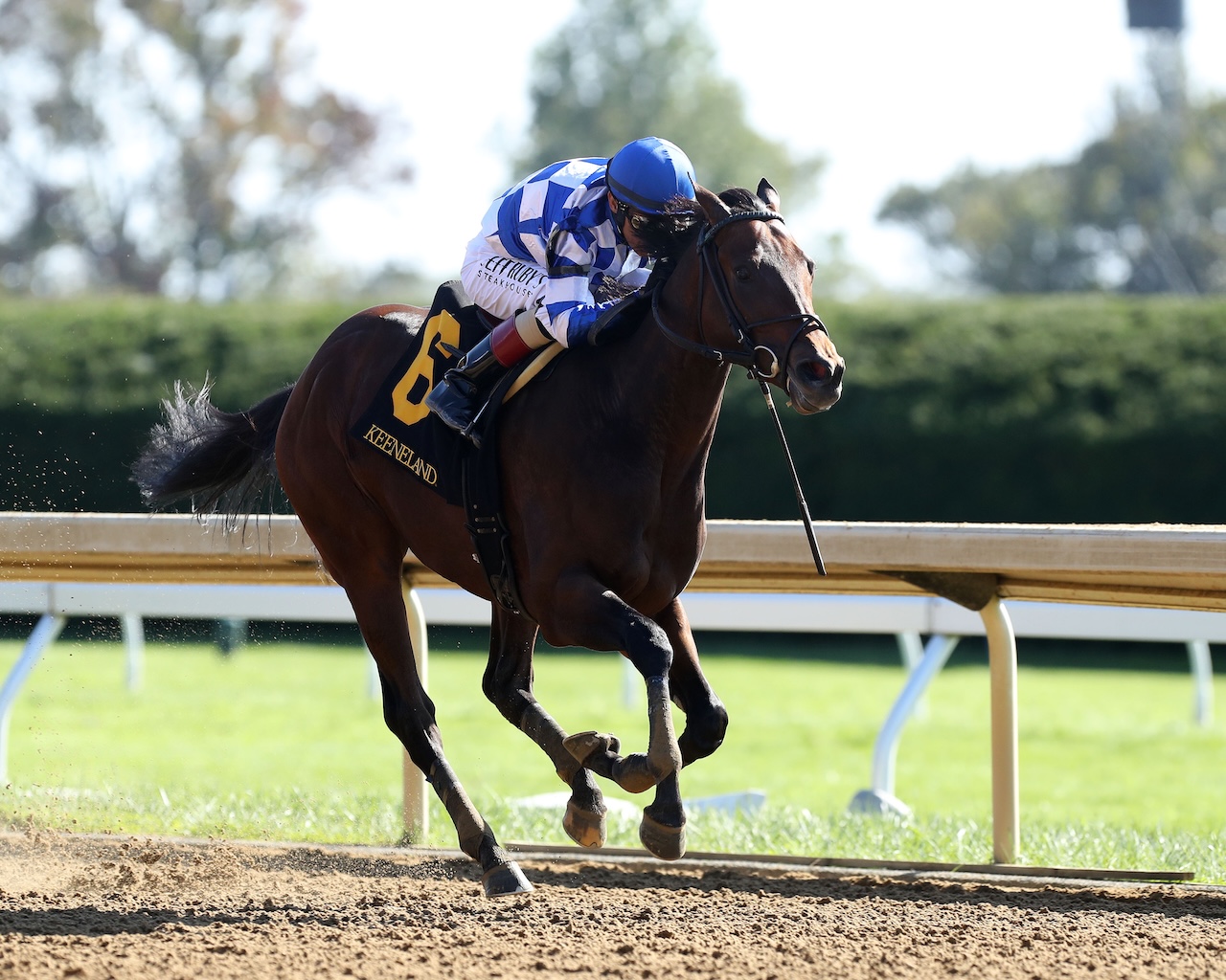 Study Guide: 2025 Travers Stakes | News | Kentucky Derby