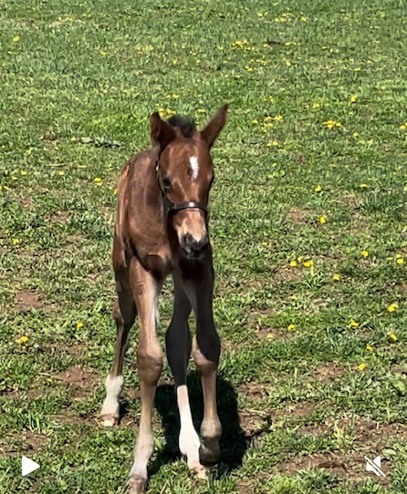Burnham Square says hello (Photo courtesy of Denise Dillon/Maple Lane Farm)