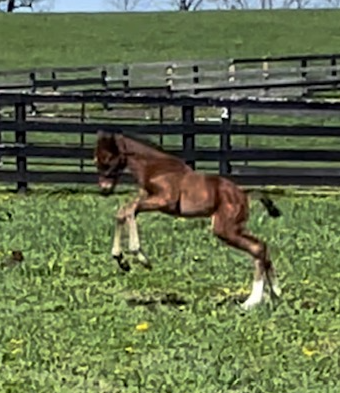 Burnham Square prepares for takeoff (Photo courtesy of Denise Dillon/Maple Lane Farm)