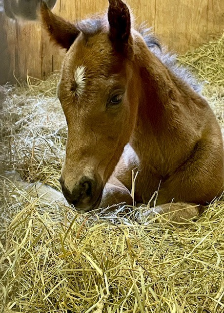 Burnham Square as a newborn