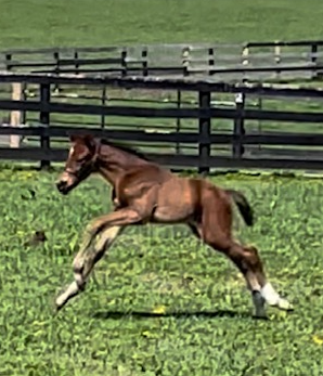 Burnham Square enjoys running as a foal (Photo courtesy of Denise Dillon/Maple Lane Farm)