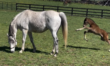 Burnham Square plays behind mom Linda (Photo courtesy of Denise Dillon/Maple Lane Farm)