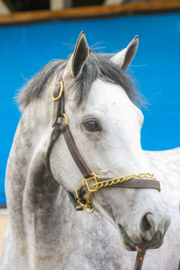 Final Gambit is ready for his close-up at Churchill Downs
