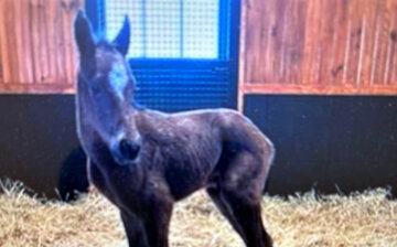 Journalism as a baby with his big head and ears (Photo courtesy of Reed Ringler/Don Alberto Corp.)