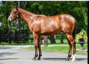 Tappan Street as a yearling