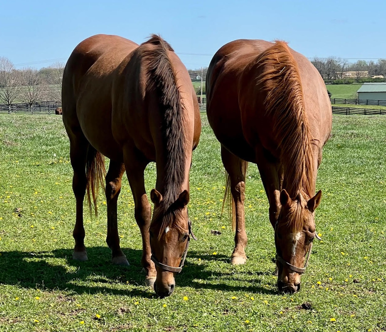 Virginia Key and Our Khrysty at Blue Heaven Farm
