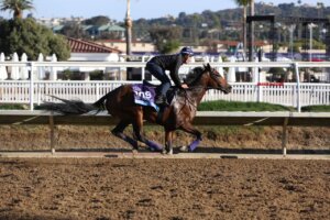 Hill Road works our ahead of Breeders' Cup races. 