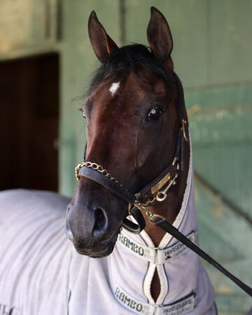 Baeza head portrait