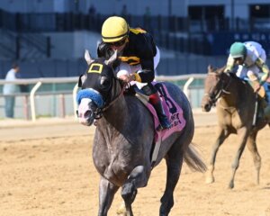 Napoleon Solo wins the Champagne Stakes at Aqueduct.