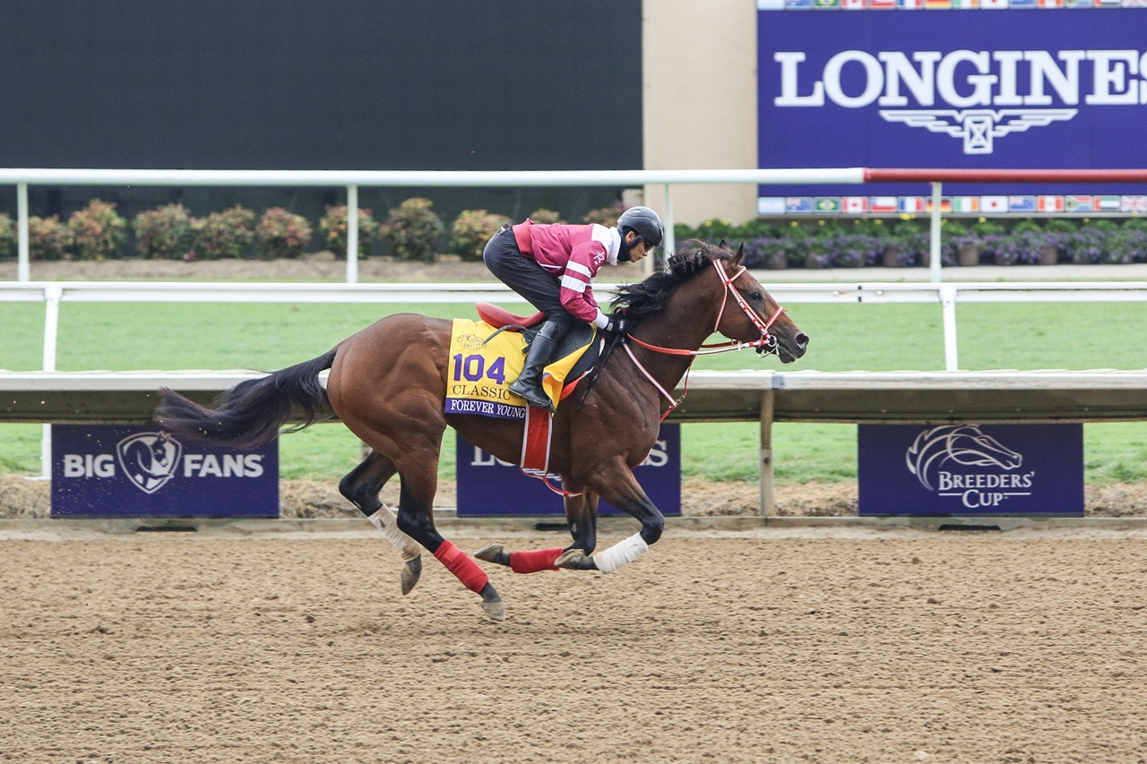 Forever Young shown training for the 2024 Breeders' Cup at Del Mar