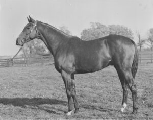 Market Wise (Photo courtesy of Keeneland Library / Credit to the Meadors Collection)