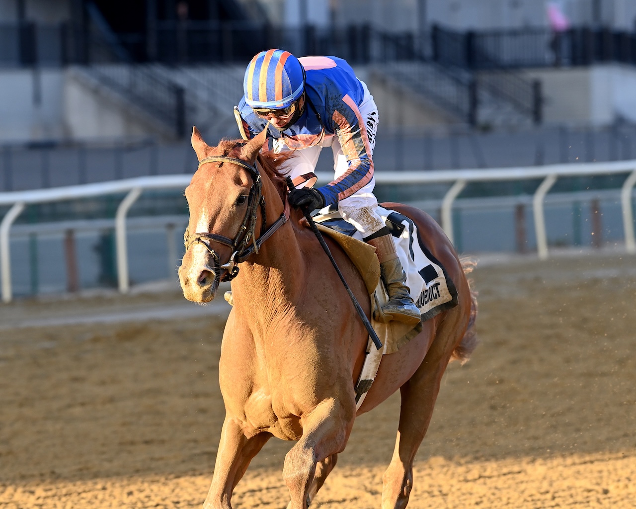 Paladin wins the Remsen Stakes at Aqueduct.
