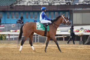 Dazzling Dame wins the Busanda Stakes at Aqueduct.
