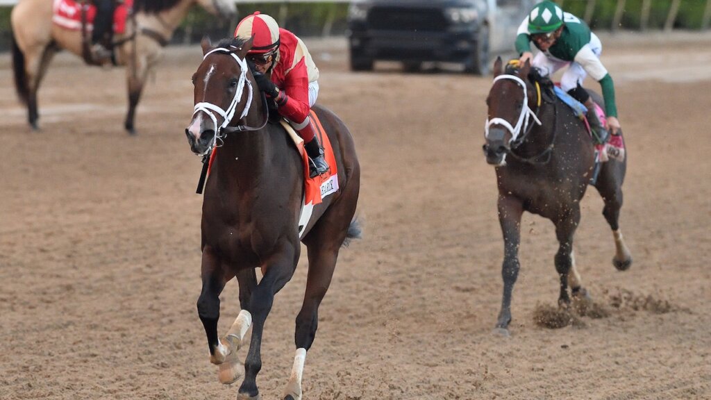 Nearly wins the Holy Bull at Gulfstream Park.