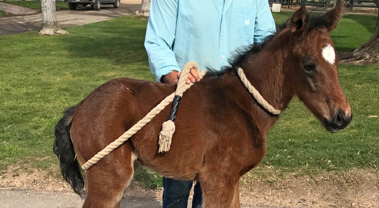 Express Kid on the day after he was born at Barton Thoroughbreds in Santa Ynez, California