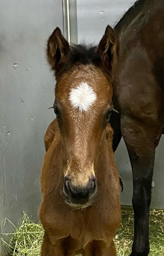 Express Kid as a newborn at Barton Thoroughbreds in Santa Ynez, California