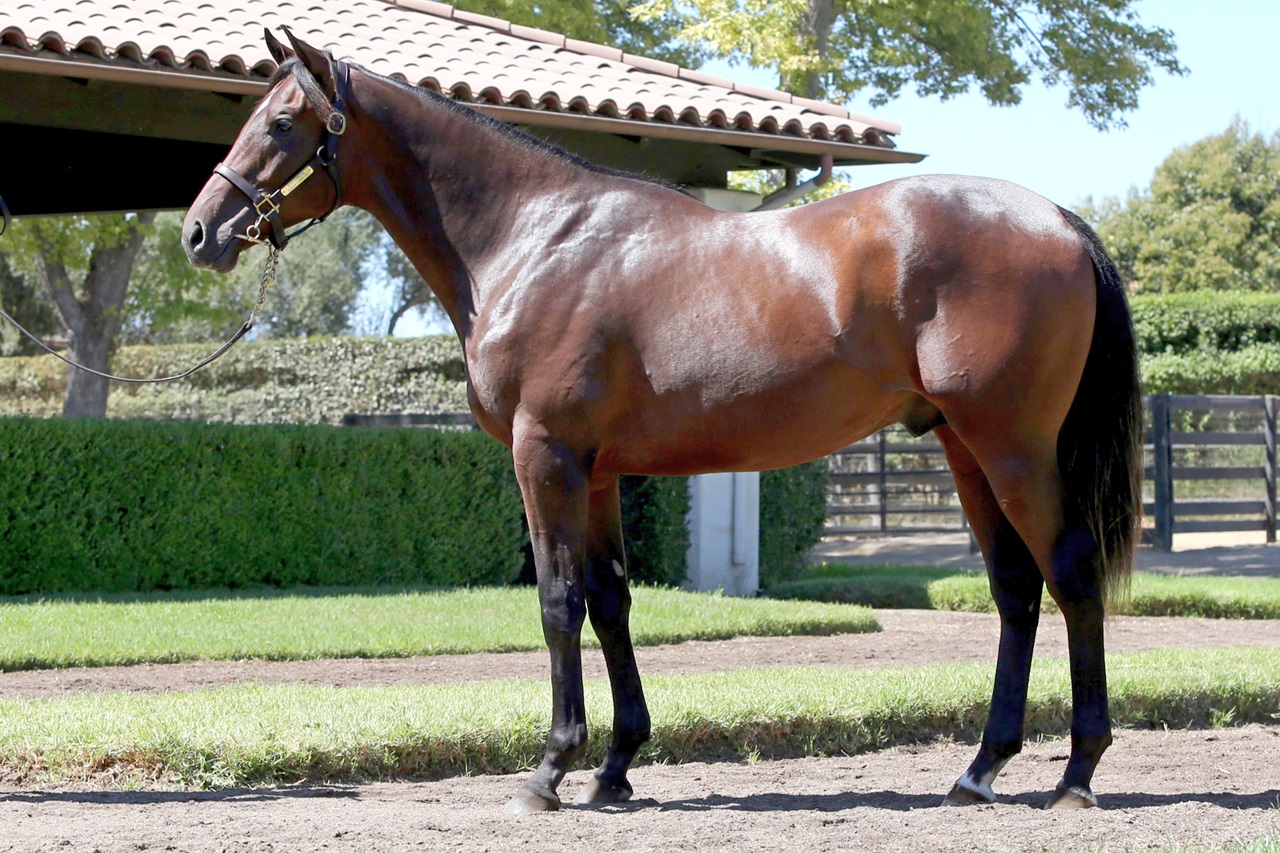 Express Kid as a yearling (Photo courtesy of Barton Thoroughbreds)