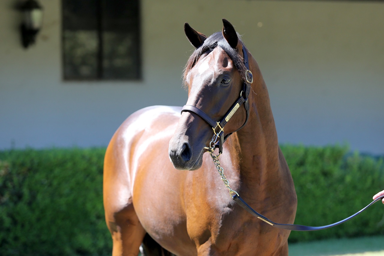 Express Kid poses for his yearling portrait (Photo courtesy of Barton Thoroughbreds)