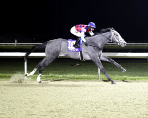 Great White wins the Gary L Wilfert Memorial at Turfway Park. 