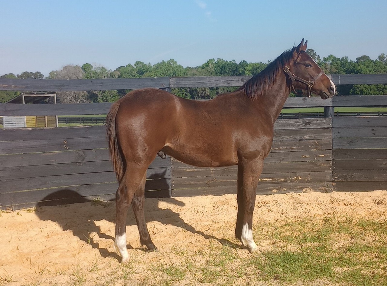 Nearly as a youngster at Wind Hill Farm 
