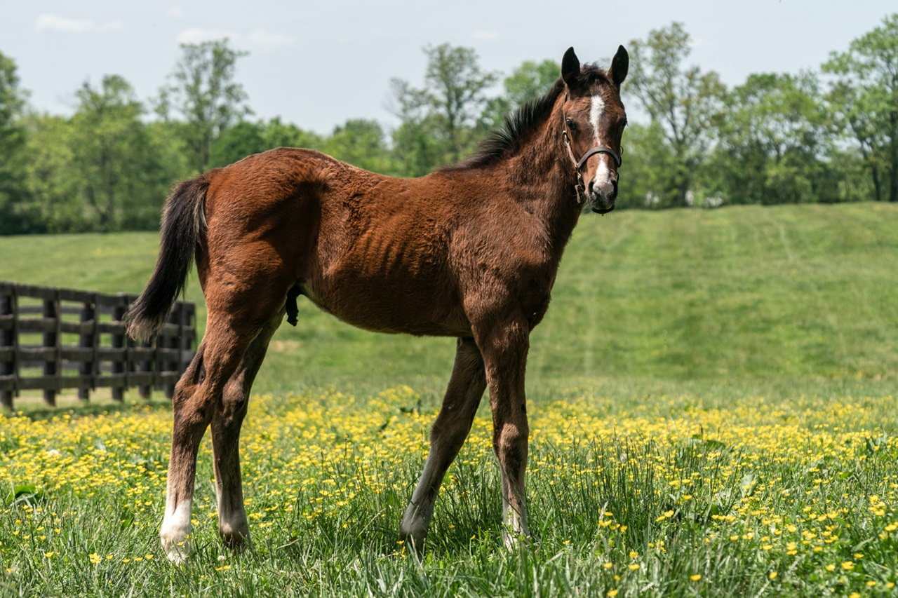 Nearly was independent as a foal