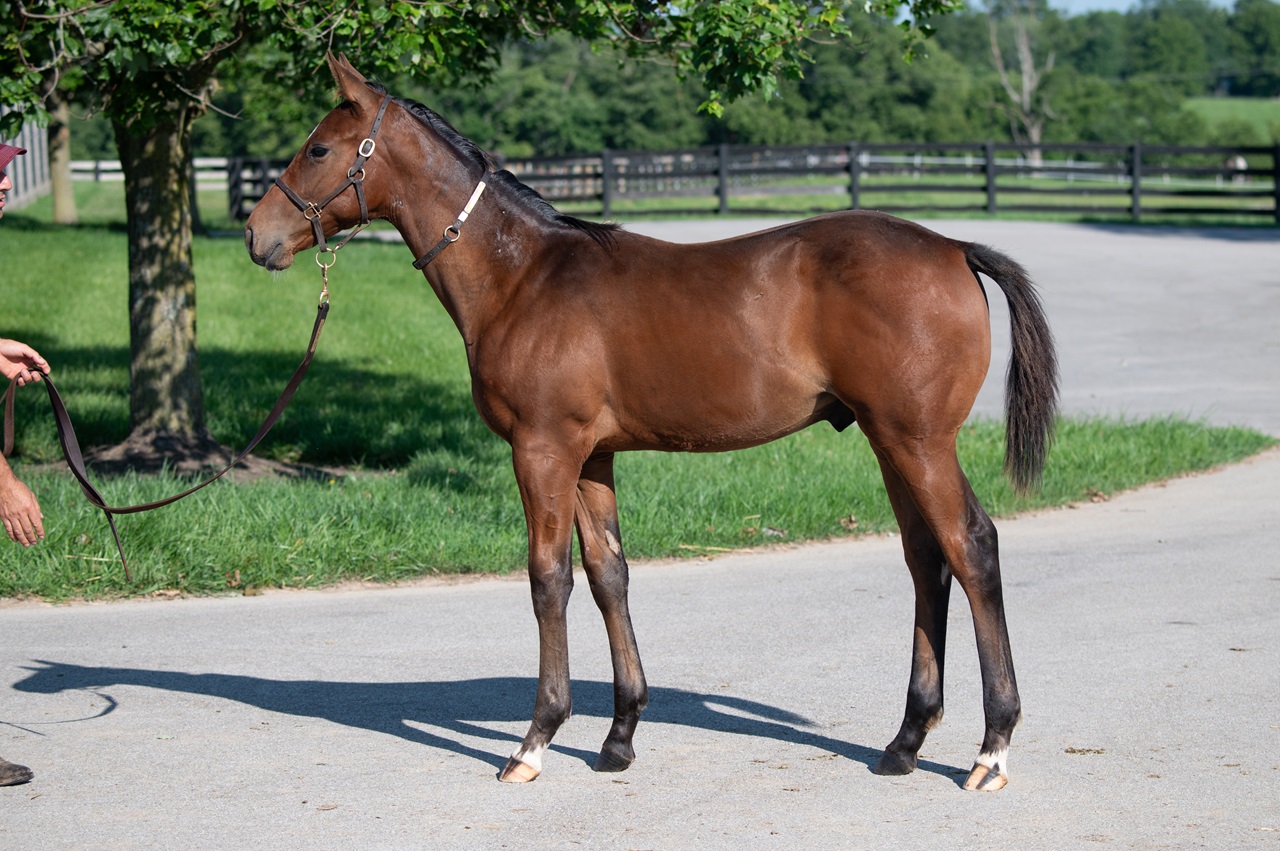 Commandment at about 4 1/2 months old (Photo by Kelcey Loges/Taylor Made Farm)