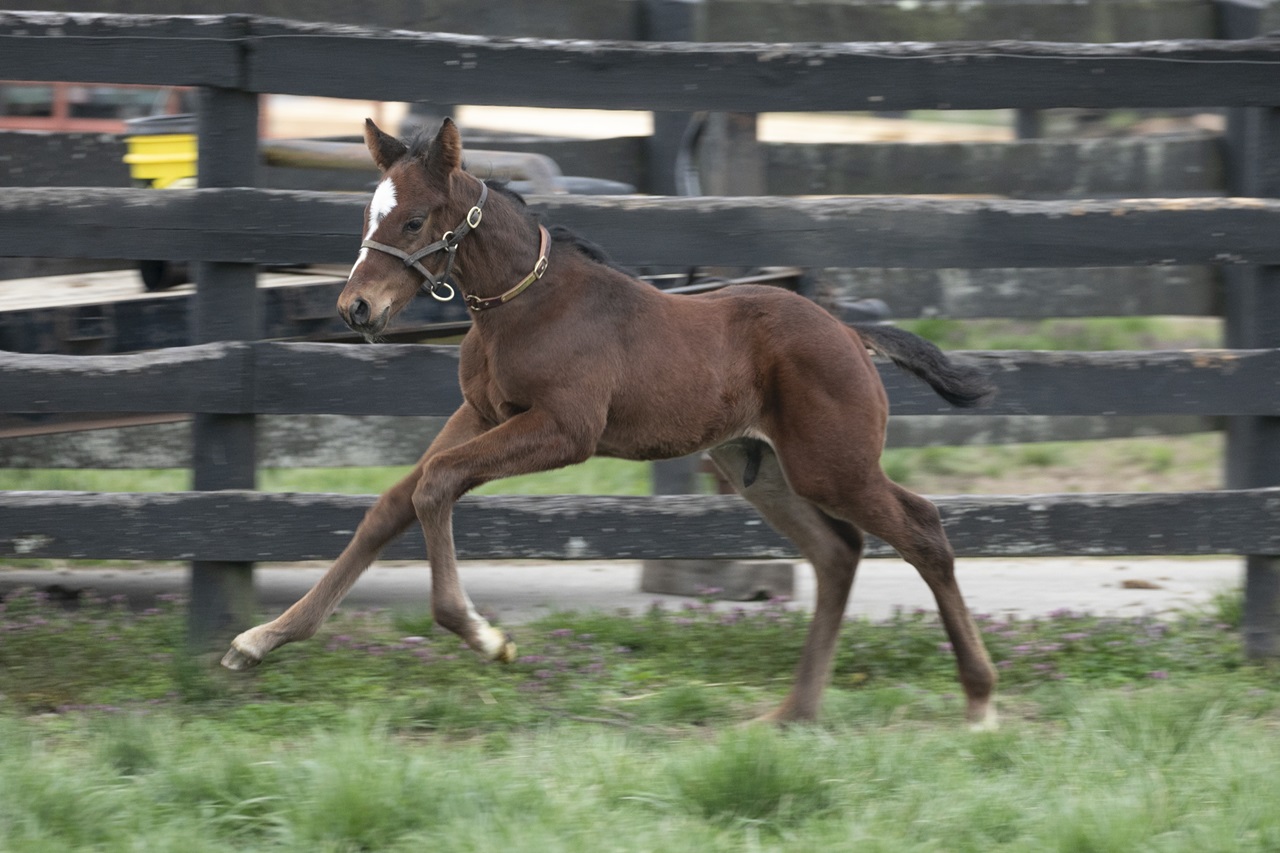 Baby Commandment runs in the paddock (Photo by Kelcey Loges/Taylor Made Farm)