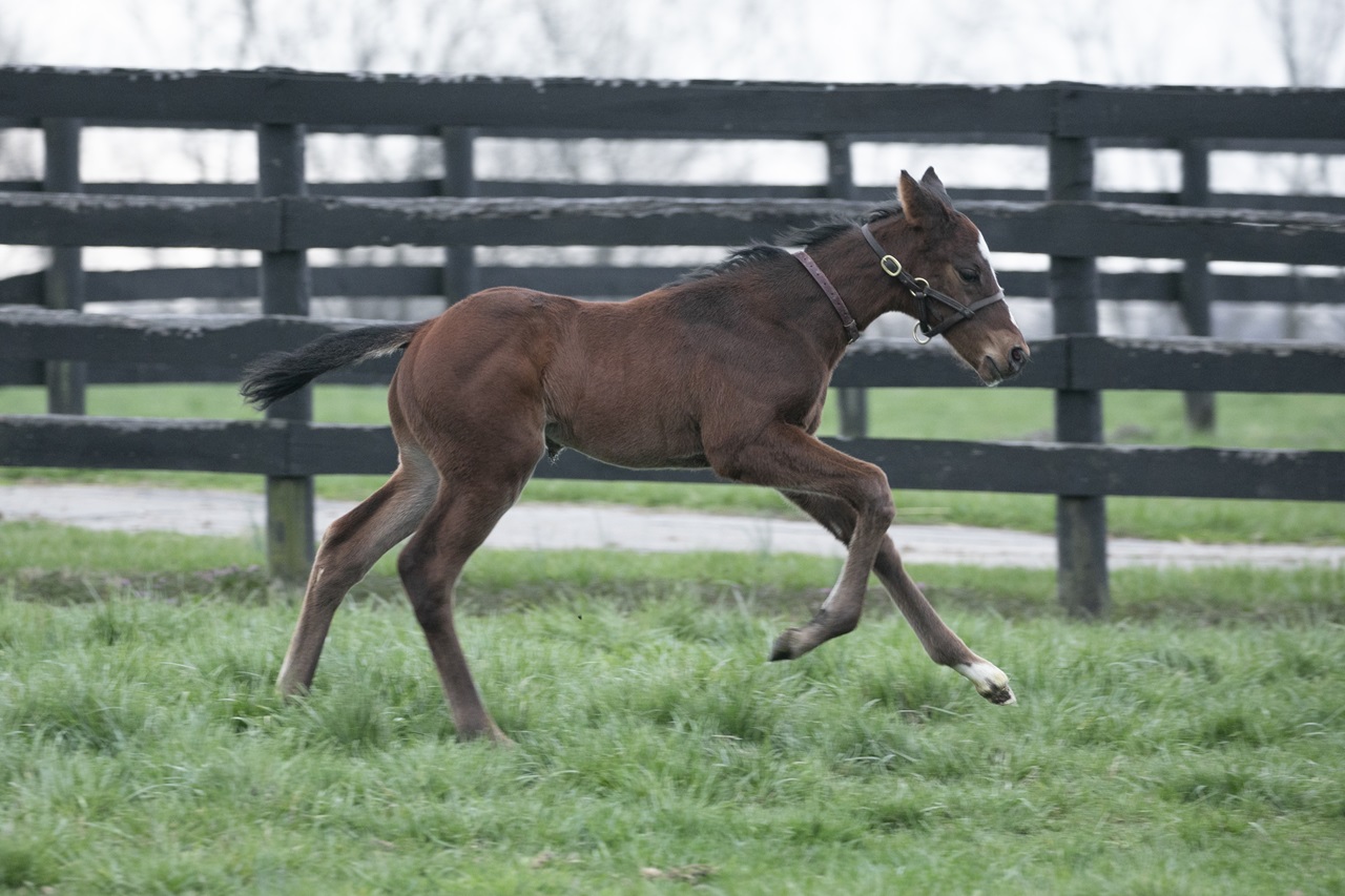 Baby Commandment runs in the paddock (Photo by Kelcey Loges/Taylor Made Farm)