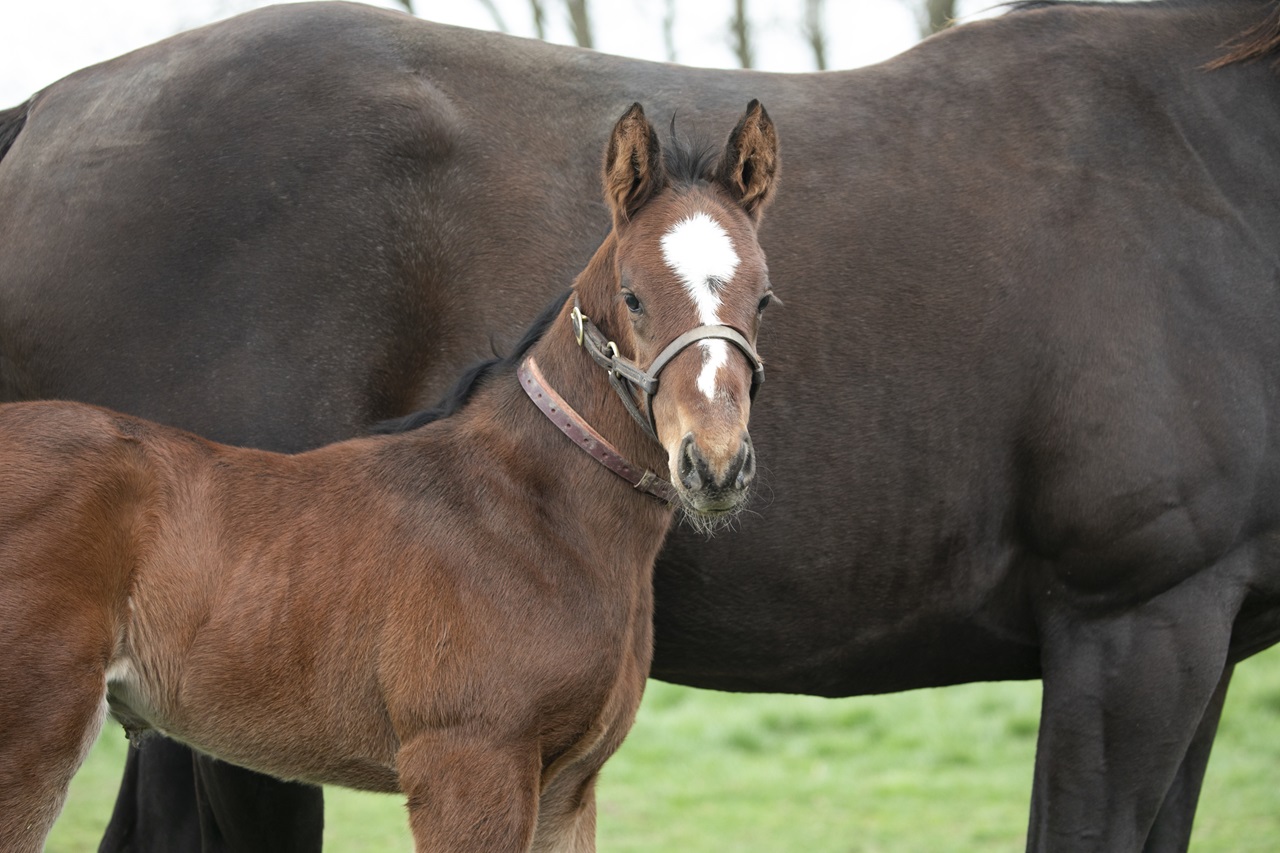 Baby Commandment looks at the camera (Photo by Kelcey Loges/Taylor Made Farm)