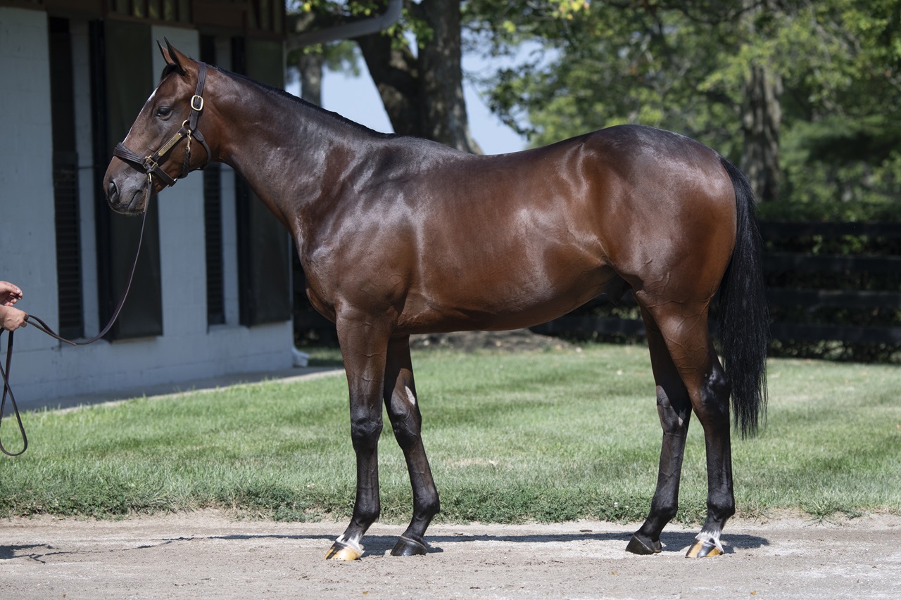 Commandment poses as a yearling before the Keeneland September Sale (Photo by Kelcey Loges/Taylor Made Farm)