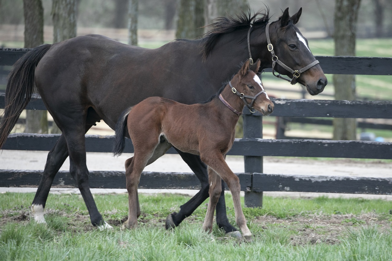 Baby Commandment with mom Sippican Harbor (Photo by Kelcey Loges/Taylor Made Farm)