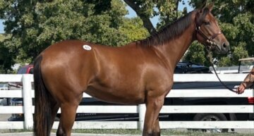Meaning as a yearling at Keeneland September (Photo courtesy of Leah O'Meara/Stonehaven Steadings)