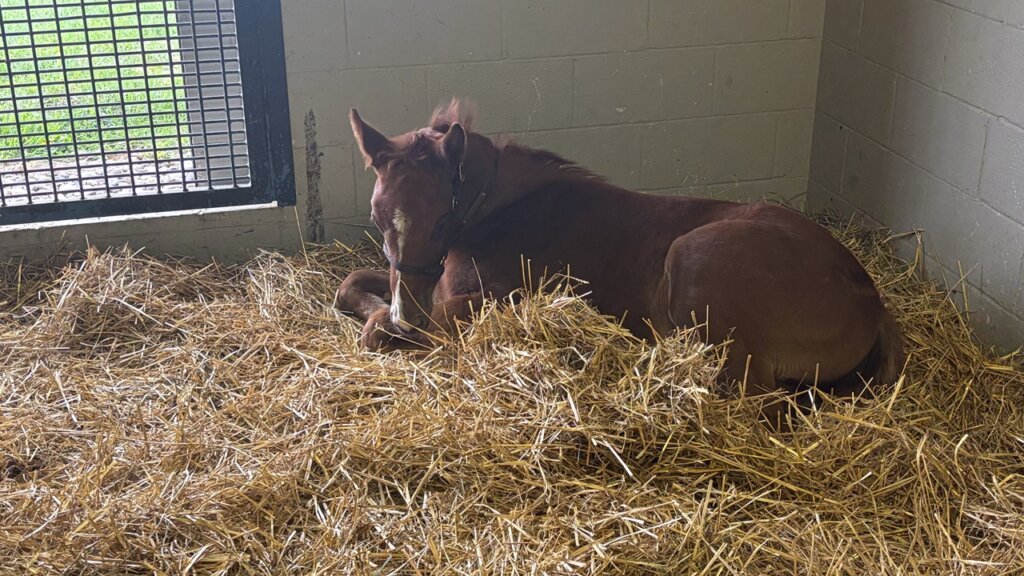 Renegade's baby half-brother (Photo by Jacob West)