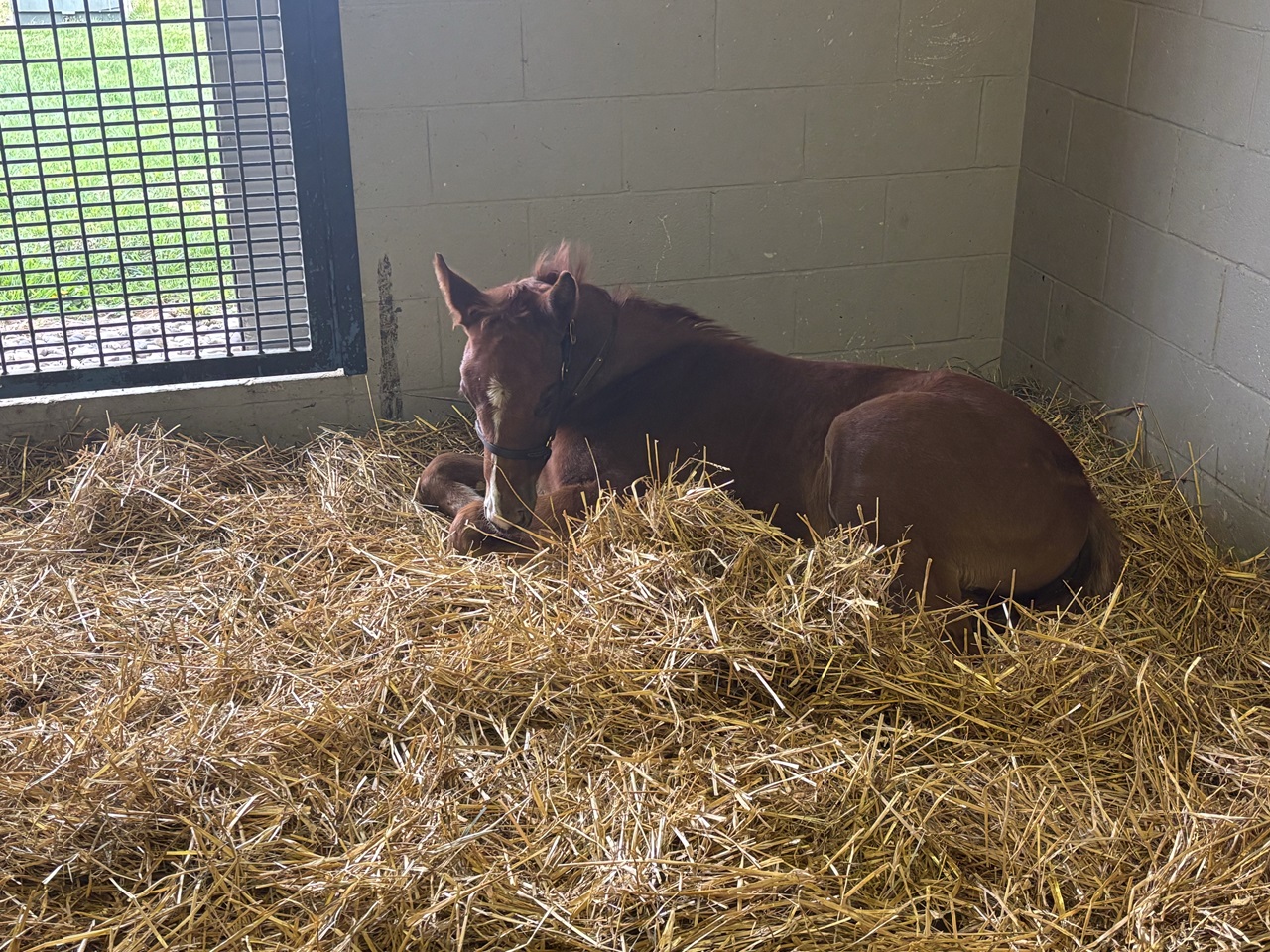 Renegade's baby half-brother (Photo by Jacob West)