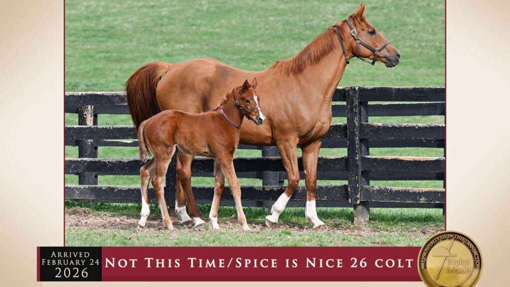 Renegade's baby half-brother (Photo by Kelcey Loges/Taylor Made Farm_